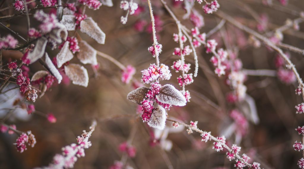 Fleurs pour cimetière qui ne gèlent pas : Top 5 des plantes pour fleurir une tombe en hiver