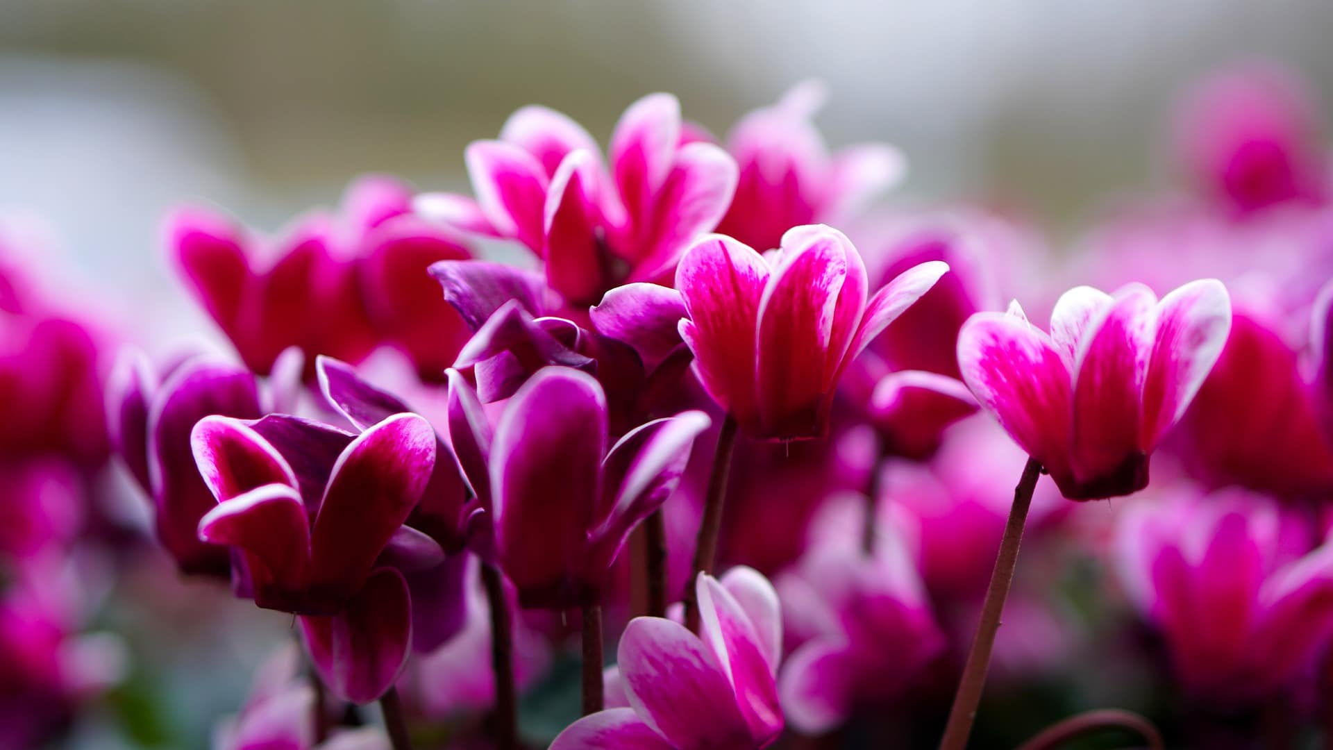 Les cyclamens, plantes pour le cimetière en automne