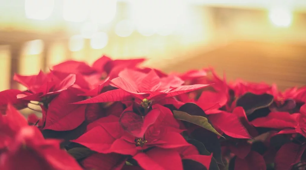 plante decoration pierre tombale