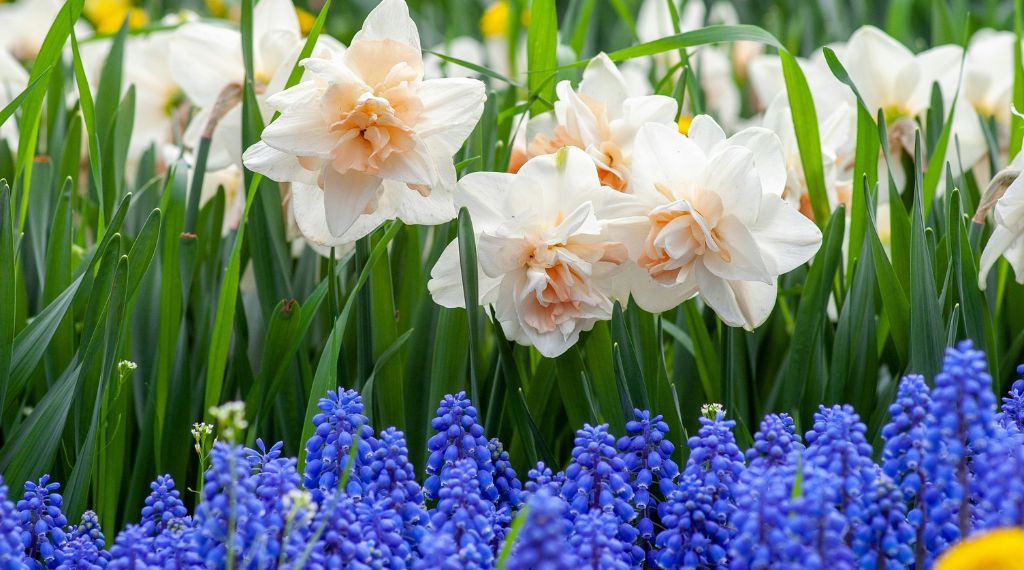 fleurs de printemps pour le cimetière