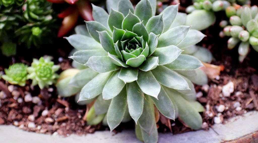 Quelles fleurs et plantes choisir pour le cimetière cet été ?