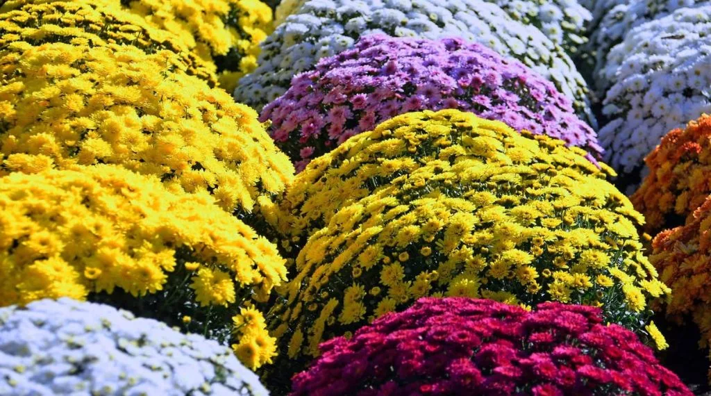 Pourquoi on dépose des Chrysanthèmes à la Toussaint ? 