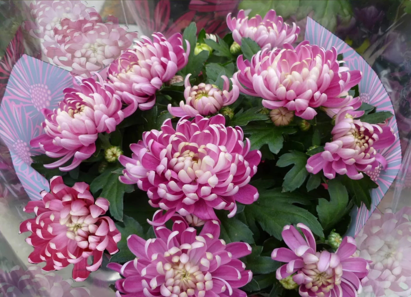 Bouquet de chrysanthème
